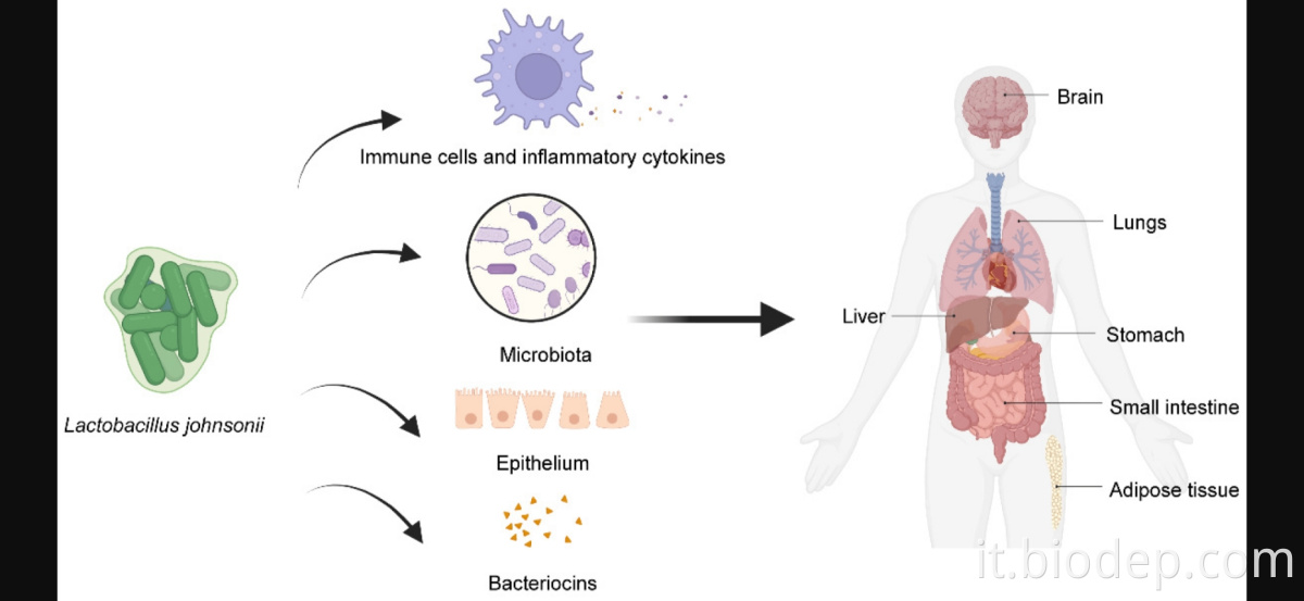 Lactobacillus Johnsonii2 lactobacillus johnsonii2